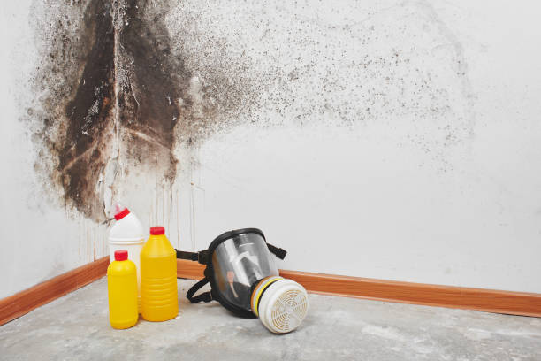 Best Mold Removal Company Near Me  in Powells Crossroads, TN