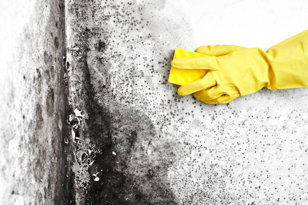 Mold Testing and Removal in Powells Crossroads, TN